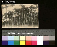 藏品(日治臺灣植物檳榔樹風景明信片 ( 大正年))的圖片